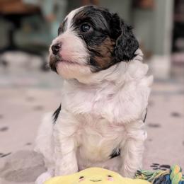 Fern - Tri-color male Cavapoo puppy in Selma, Texas from Sage Mini Doodles