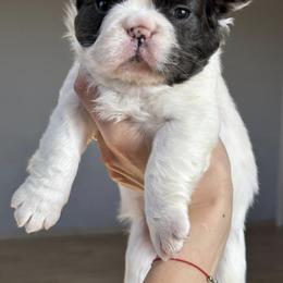Boy 1 - Isabella male German Shepherd puppy in Anza, California from Top Shepherd & French bulldog kennel
