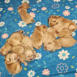 Laney Male - Golden male Golden Retriever puppy in Wauseon, Ohio from Golden Sunrise Retrievers