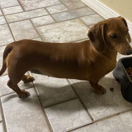 Lilly - Dachshund