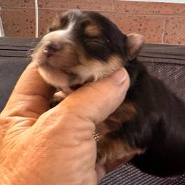 Petula - Black and gold female Yorkshire Terrier puppy in Phoenix, Arizona from Coursey’s Yorkies