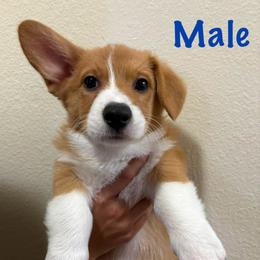 Boy 1 - Pembroke Welsh Corgi