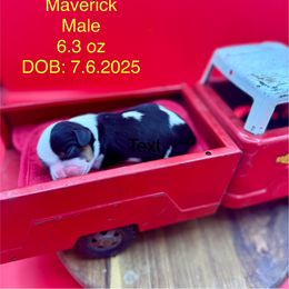 Boy 2 - Tri-color male Cavalier King Charles Spaniel puppy in Bainbridge, New York from M & M Cavaliers
