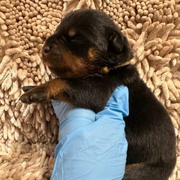 Pick 3 - Black and mahogany male Rottweiler puppy in Lyons, Indiana from White River Rottweilers