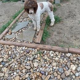 Romeo - Poodle