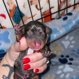 Cane - Dapple male Dachshund puppy in Liberty Hill, Texas from Champion Dachshunds