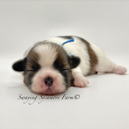 Brindle and White Male - Blue Collar - Brindle and white male Shih Tzu puppy in Crawfordsville, Indiana from Swaying Sycamore Farm
