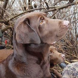 Labrador Retrievers from McDigger