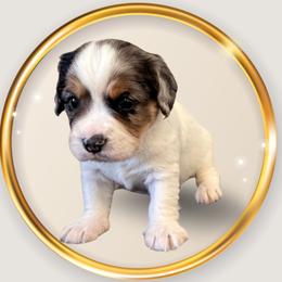 Nick - Merle male Cavapoo puppy in Oak Island, North Carolina from Double Doodle Cavapoos