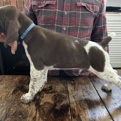 German Shorthaired Pointer Puppies from Juniper Ridge Pointers