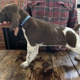 German Shorthaired Pointer Puppies from Juniper Ridge Pointers
