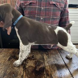 German Shorthaired Pointer Puppies from Juniper Ridge Pointers