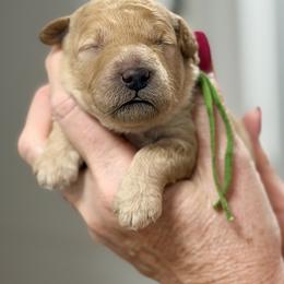 Booby - Green Collar - Apricot male Goldendoodle puppy in Norfolk, Virginia from 757 Doodles