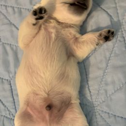 West Highland White Terrier Puppies from Westend Westies