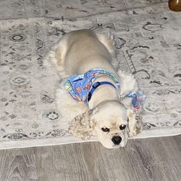 Sterling - Cocker Spaniel