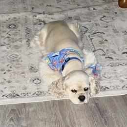 Sterling - Cocker Spaniel