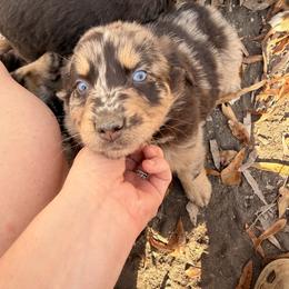 Australian Shepherd Puppies from Shaina’s Shepherds
