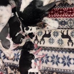 Whippet puppies from Tigger’s Whippets