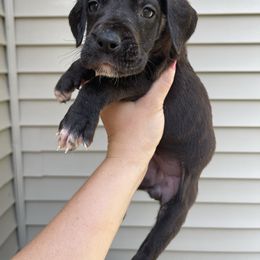 Pink Collar - Black female Great Dane puppy in Kimball, Michigan from Starlight Danes