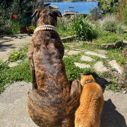 Boerboel All Grown Up from Romboel farm dogs