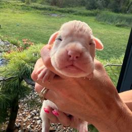 Marvin - White male Boxer puppy in Jamesville, New York from Reynolds Homestead Boxers