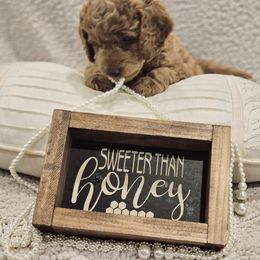 Goldendoodle Puppies from Pemberley Puppies