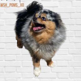 Diamond - Pomeranian