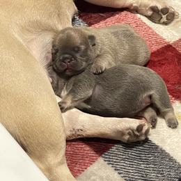 French Bulldog Puppies from Blue Ribbon French Bulldogs