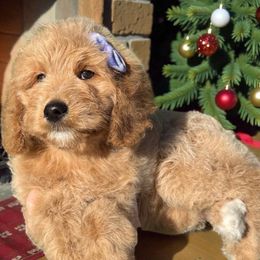 Elsie - Red  female Goldendoodle puppy in Tucson, Arizona from Adored Poodle & Doodles