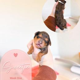 Sweetie - Merle female Goldendoodle puppy in California City, California from Summer Sun Doodles