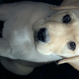 Labrador Retriever Puppies from Mystic River Labradors