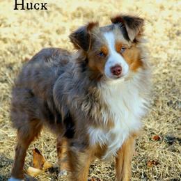 Huck - Toy Australian Shepherd