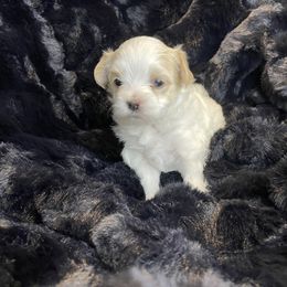 River - Piebald male Morkie puppy in Bennettsville, South Carolina from Cottonwood Maltese
