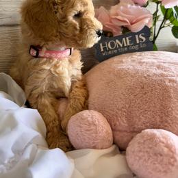 Bernedoodle, Cockapoo, and Goldendoodle Puppies from Avery Doodle Day LLC