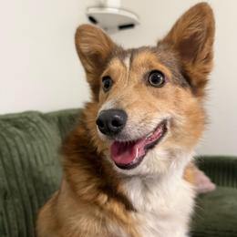 Amber - Pembroke Welsh Corgi