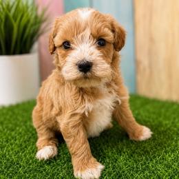 Erica - Wheaten female Miniature Schnauzer puppy in Lufkin, Texas from C&K’s Schnauzer House