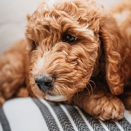 Goldendoodle Puppies from Deer Valley Doodles