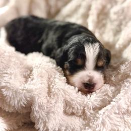 Boy 1 - Tri-color male Bernedoodle puppy in Salt Lake County, Utah from Coco Avenue Pups