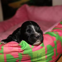 Munchkin - Black male Cocker Spaniel puppy in Hickory, North Carolina from Home Grown Cocker Spaniels