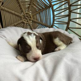 Liam - Red merle male Australian Shepherd puppy in Grants Pass, Oregon from Carmel Mountain Aussies