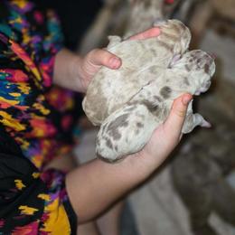 Boston Terrier and Great Dane Puppies from Splashed To Perfection Farms