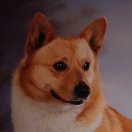 Ruby's Miss Abigail - Pembroke Welsh Corgi