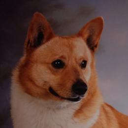 Ruby's Miss Abigail - Pembroke Welsh Corgi