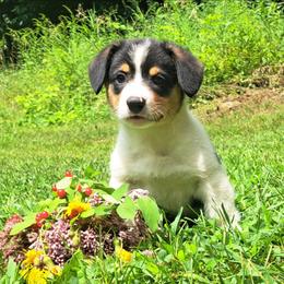 John Hancock - Black and white male American Corgi puppy in Gouverneur, New York from St. Lawrence Corgis
