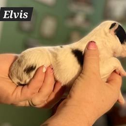Shetland Sheepdog Puppies from Heavenly Shelties