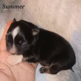 Australian Shepherd Puppies from Van Huitt Australian Shepherds