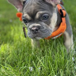 French Bulldog Puppies from Kickz Frenchies