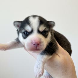 Shaco - Black and white male Pomsky puppy in Boonville, Indiana from Elysian Pomskies