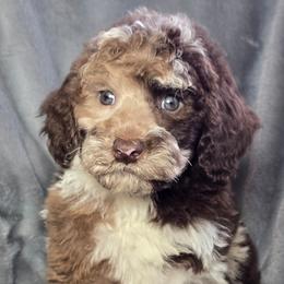 Aussiedoodles, Bernedoodles, Cockapoos, Miniature Australian Shepherds, Poodles, and Sheepadoodles from Jam's Doodles And Poodles