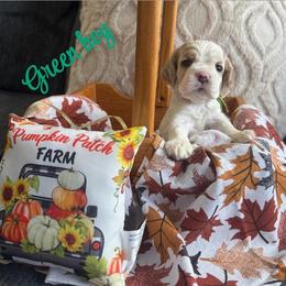 Green collar boy - Red and white male Cocker Spaniel puppy in Boca Raton, Florida from Gold-Coast Cockers